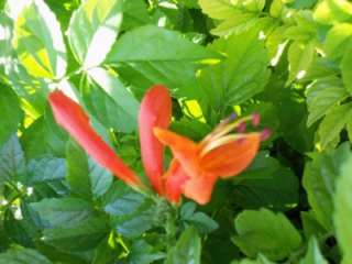 Cape Honeysuckle Plant   Bright Orange   Attracts Hummingbirds  