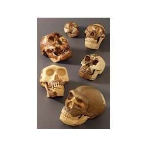  SOMSO? Hominids Skull Restoration Series Toys & Games