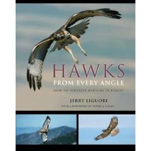  Hawks from Every Angle How to Identify Raptors In Flight 