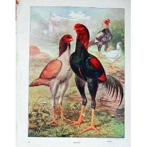    1902 Colour Print Poultry Malays Birds Lewis Wright