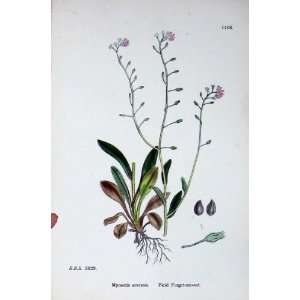  Botany Plants C1902 Field Forget Me Not Myosotis Flower 