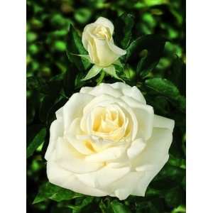  John F. Kennedy (Rosa Hybrid Tea)   Bare Root Rose: Patio 