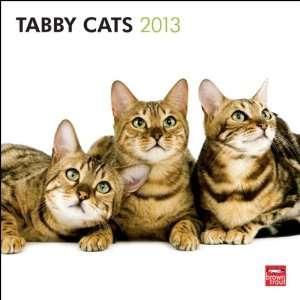 Tabby Cats 2013 Wall Calendar 12 X 12