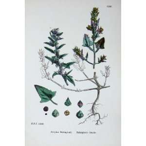   Orache Atriplex Botany Plants C1902 Flowers