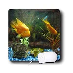  Florene Fish   Koi Talk   Mouse Pads: Electronics
