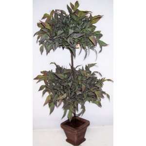  30 Double Ball Ruscus Topiary Plant (fall)