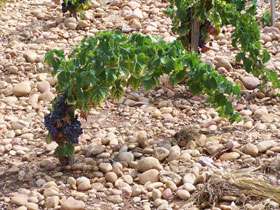 Wines from Chateauneuf du Pape, France   Rhone 