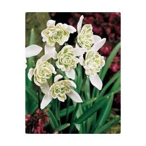  Double Snowdrops Fall Flower Bulb   Pack of Five Patio 