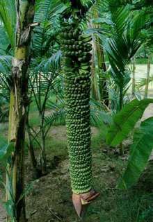 Bulb MUSA CHILIOCARPA BACK 100 hand Banana Plant +Phyto  