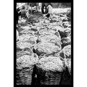 Exclusive By Buyenlarge Baskets of Wine Grapes at Richon 
