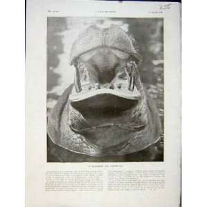  Hippopotamus Animal Sea Cow Mouth French Print 1931