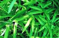 Pleioblastus Viridistriatus DWARF GREEN STRIPE Bamboo  