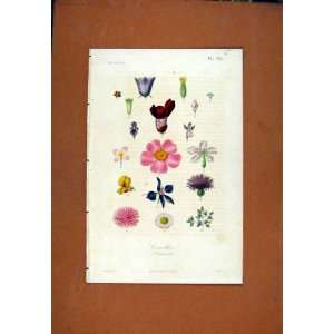  Flower Botanical Old Print Hand Colored Corollea