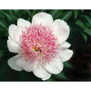  Miss Laughter Peony Seed Packet Patio, Lawn & Garden