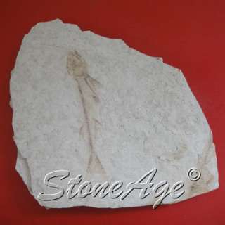 This is a unique fossil stone with ancient fish . there is a large 