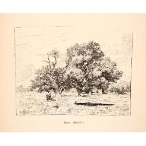  1883 Print Renie Oak Tree Glen Valley Forest France Branches 