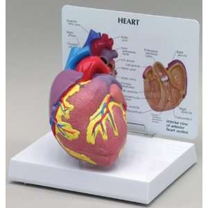  Heart Model Classic Economy Most Popular Industrial 