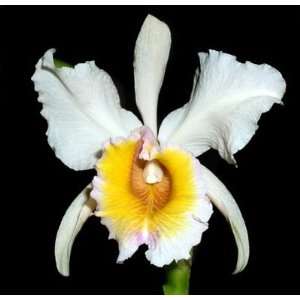  Cattleya schroederae Species Orchid Plant [CAT023] Patio 