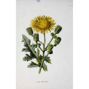  Corn Sow Thistle Plant Wild Flower Antique Print C1883 