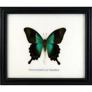 Real Mounted Butterfly   Papilio peranthus in a 6x7 inch black frame 