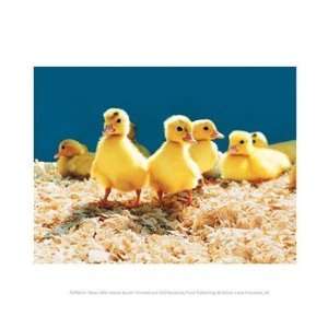  New Little Yellow Ducks 10.00 x 8.00 Poster Print