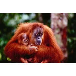  Safari LTD Orangutan with Baby Laminated Poster Toys 