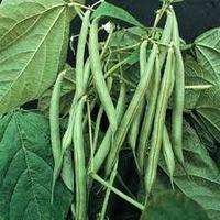 Green Bean, Blue Lake Bush non GMO Heirloom 30 vegetable seeds  