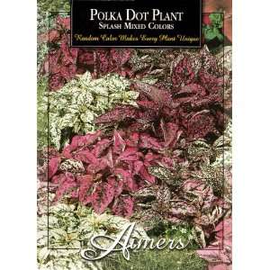   3260 Polka Dot Plant Splash Mix * Seed Packet Patio, Lawn & Garden