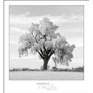 Jean Miele   Oak Tree Size 27.5 x 30   Poster by Jean 