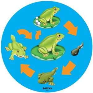  Tuzzles Life Cycle Puzzle   Frog