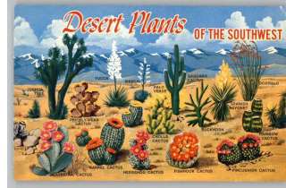 PostcardDesert Plants of the SouthwestLabeled  