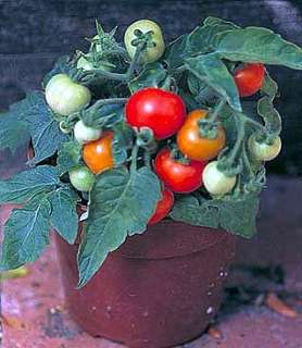 Microtom Tomato 4 Plants   Worlds Smallest Tomato Plant  