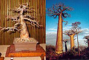 Adansonia Digitata Seed   Baobab Tree Excellent Bonsai  