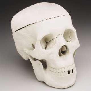 Bucky Skeleton Human Skull Life Size, Halloween Props  