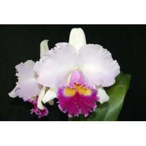    AM/AOS Cattleya Orchid Plant  Grocery & Gourmet Food