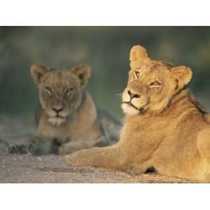  Lioness, Panthera Leo, Kruger National Park, South Africa 