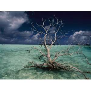  A Tree Floats in the Crystal Clear Waters of Palmyra Atoll 