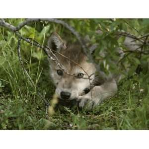 An 8 Week Old Gray Wolf Pup, Canis Lupus, Peers From a Hiding Spot 