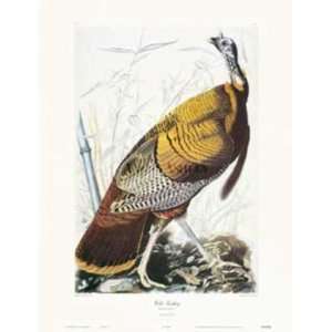  John James Audubon   Wild Turkey Canvas