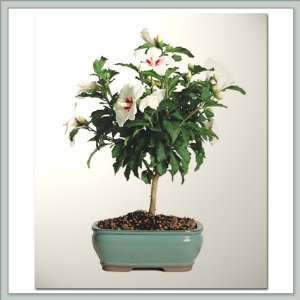 Hibiscus Bonsai Tree  Lil Kim Flowering Nursery Direct from Joebonsai