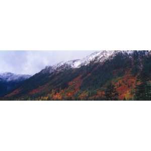 Snow Covered Autumn Colors of Stevens Pass, Mt. Baker National Forest 