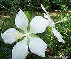 10+ Texas Star WHITE Hibiscus Seeds, H coccineus ALBA