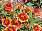   , PERENNIAL 900 seeds GroCo items in grocoseeds 