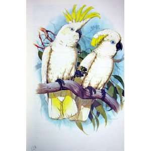  : World Parrots 1973 Sulphur Crest Blue Eyed Cockatoo: Home & Kitchen