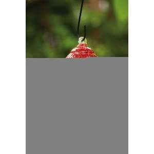  Red & Clear Glass Hummingbird Feeder: Patio, Lawn & Garden