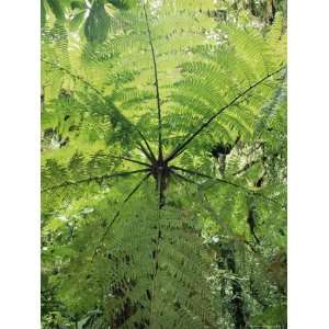 High Angle View Through Tree Fern, Monteverde Natural Reserve, Costa 