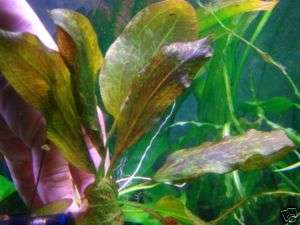 Ech. ozelot  Live aquarium plant CO2 Diffuser moss air  