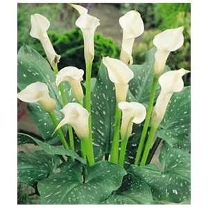  Calla Lily   Albomaculata (White) 5 bulbs: Patio, Lawn 