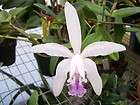 Orchid Cattleya lueddemanniana v coerulea NICE BLUE  