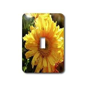 WhiteOak Photography Floral Prints   Daisy with Sun Shining on it 